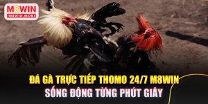 Da-Ga-Truc-Tiep-Thomo-24-7-M8WIN-Song-Dong-Tung-Phut-Giay